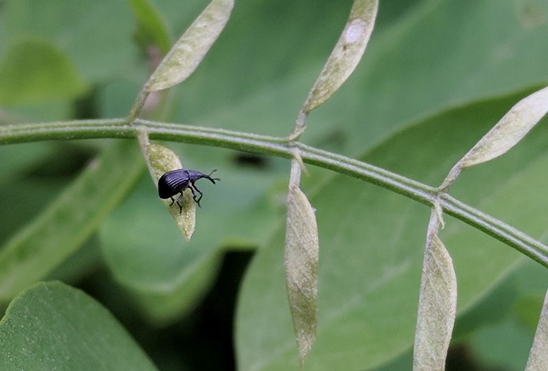 Yellow poplar weevil on black locust, Schenley Park, 8 June 2018 (photo by Kate St. John)