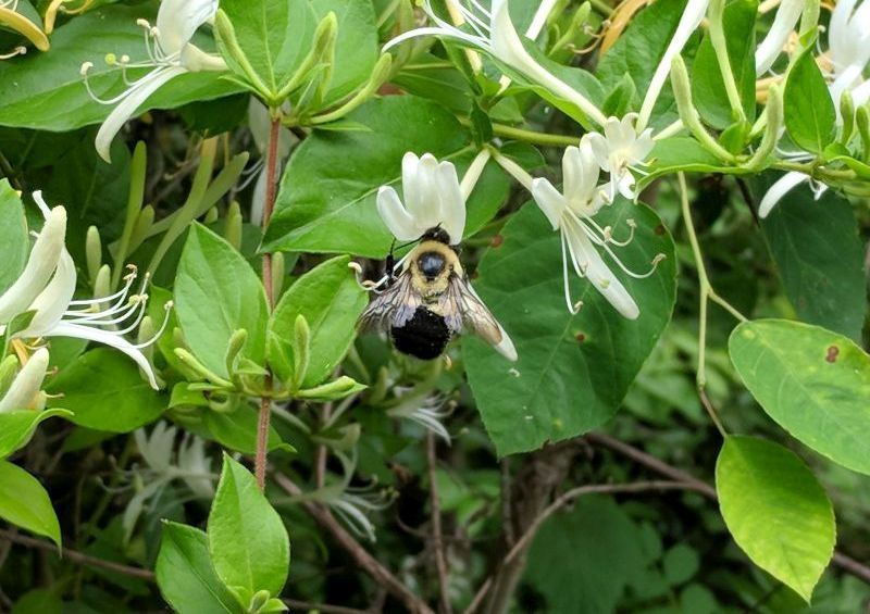 Bumblebee at a white honeysuckle flower, 31 May 2018 (photo by Kate St. John)