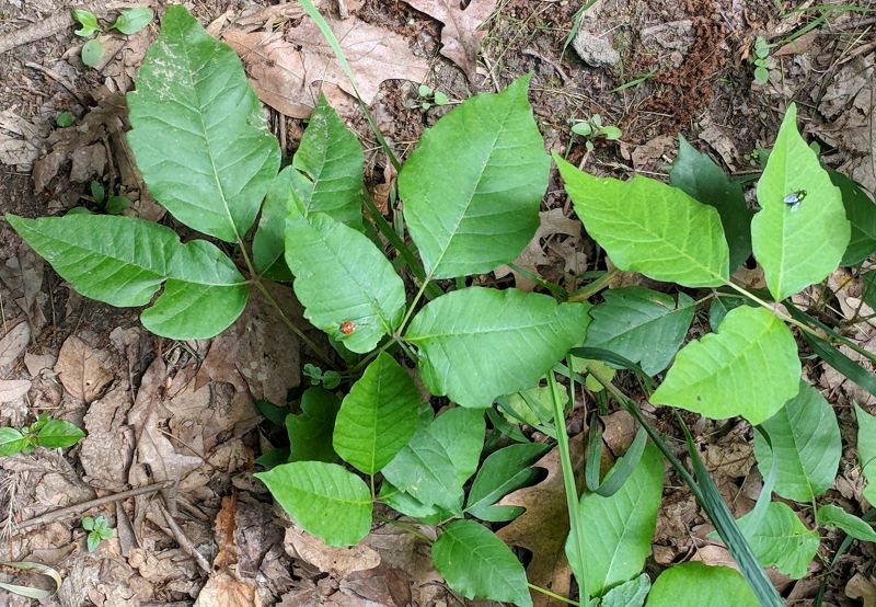 Insects impervious to poison ivy's irritating oil (photo by Kate St. John)