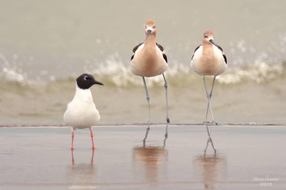 Bonaparte's gull and American avocets at Conneaut Harbor, late July 2013 (photo by Steve Gosser)