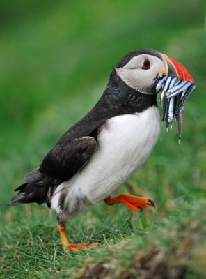 Atlantic puffin brining home food for its chick (photo from Wikimedia Commons)