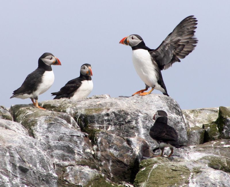 Atlantic puffins (photo from Wikimedia Commons)