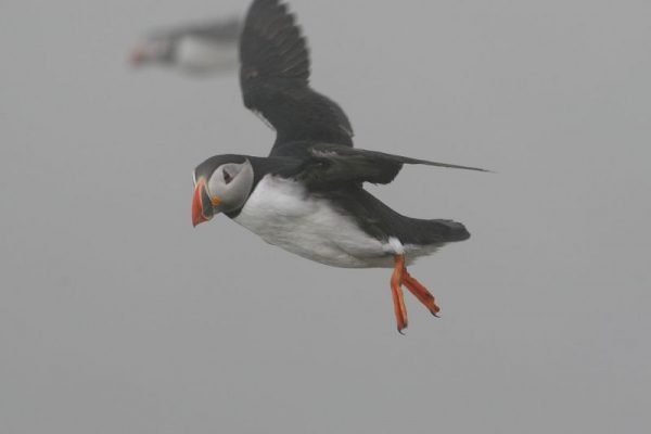 Atlantic puffin in flight in light fog (photo by Henning Allmers via Wikimedia Commons)