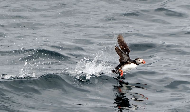 Atlantic puffin in flight (photo by Jörg Hempel via Wikimedia Commons)