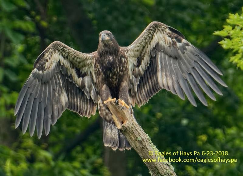 Juvenile bald eagle at Hays, H8, 23 June 2018 (photo by Dana Nesiti)