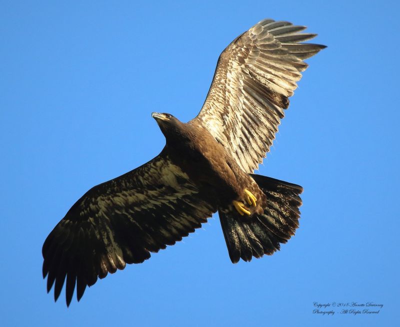 Juvenile bald eagle near the Harmar Twp nest, 1 July 2018 (photo by Annette Devinney)