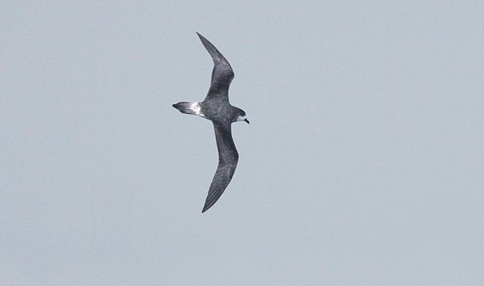 Bermuda petrel (cropped from Crossley ID Guide for Eastern Birds via Wikimedia Commons)