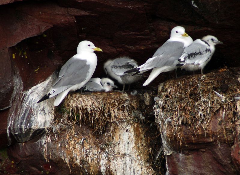 Black-legged kittiwakes nesting on Gull Island, Witless Bay, NL (photo from Wikimedia Commons)