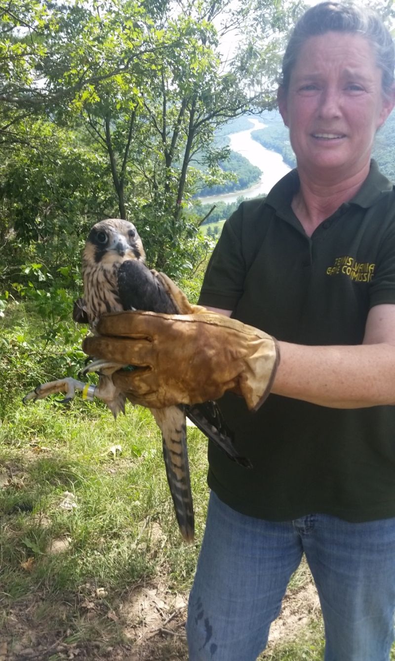 Biologist Patti Barber holding freshly banded Elizabeth Bridge peregrine fledgling, about to be released 25 June 2018 (photo courtesy David Barber)