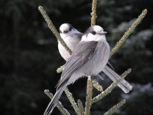 A pair of Canada Jays in Canada (photo from Wikimedia Commons)