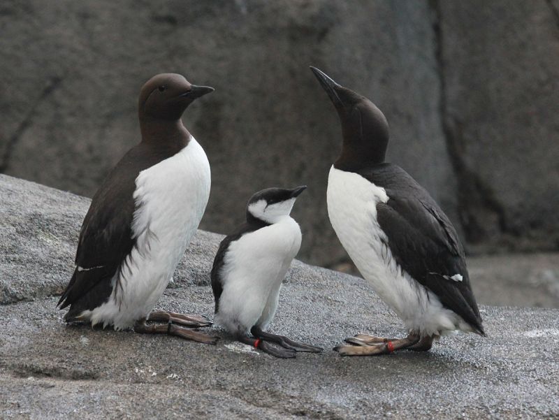 Common murre adults and chick (photo by Dick Daniels via Wikimedia Commons)