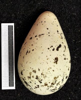 Murre egg at Museum Wiesbaden (photo from Wikimedia Commons)