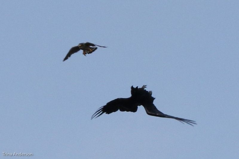 Merlin attack! Raven flips upside down, Renews, NL, 10 July 2010 (photo by Trina Anderson)