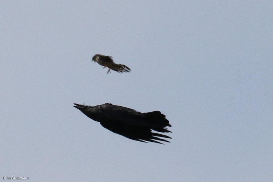 Merlin attacks a big black corvid at Renews, NL (photo by Trina Anderson)