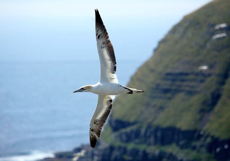 Northern gannet in flight, Cape St. Mary's, NL (photo from Wikimedia Commons)