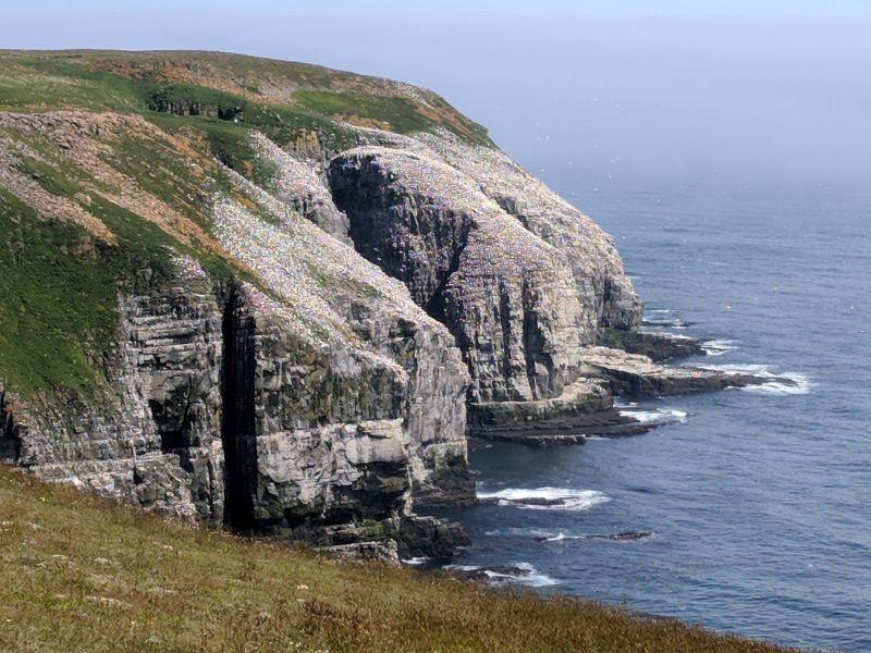 Seabird nesting cliffs as seen on our walk out to Bird Rock at Cape St. Mary's, Newfoundland, 11 July 2018 (photo by Kate St. John)