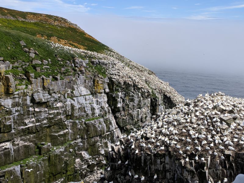 Bird Rock and the cliff behind it are coated with birds, Cape St. Mary's, NL, 11 July 2018 (photo by Kate St. John)