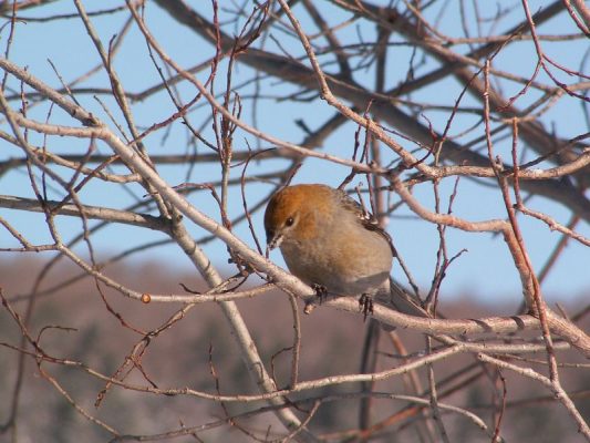 Female pine grosbeak in Quebec (photo from Wikimedia Commons)