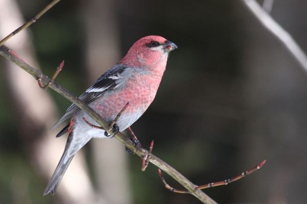 Male pine grosbeak in Quebec (photo from Wikimedia Commons)