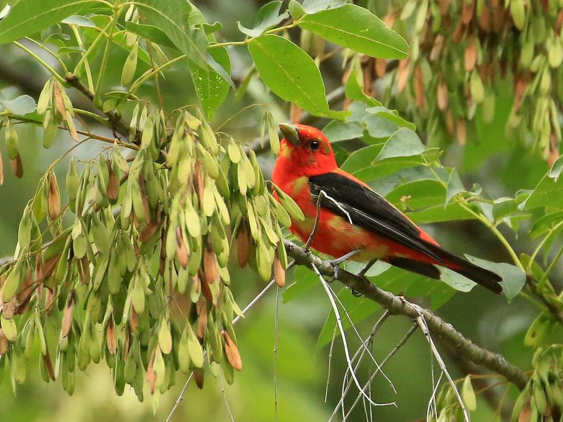 Male scarlet tanager in August 2015 (photo by Tim Lenz via Flickr, Creative Commons license)