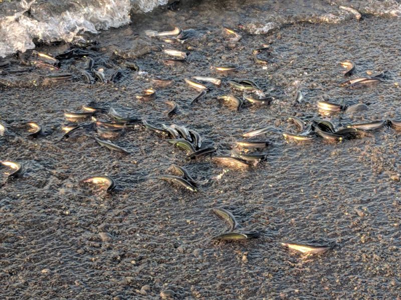 Capelin spawning at Witless Bay, 10 July 2018 (photo by Kate St. John)