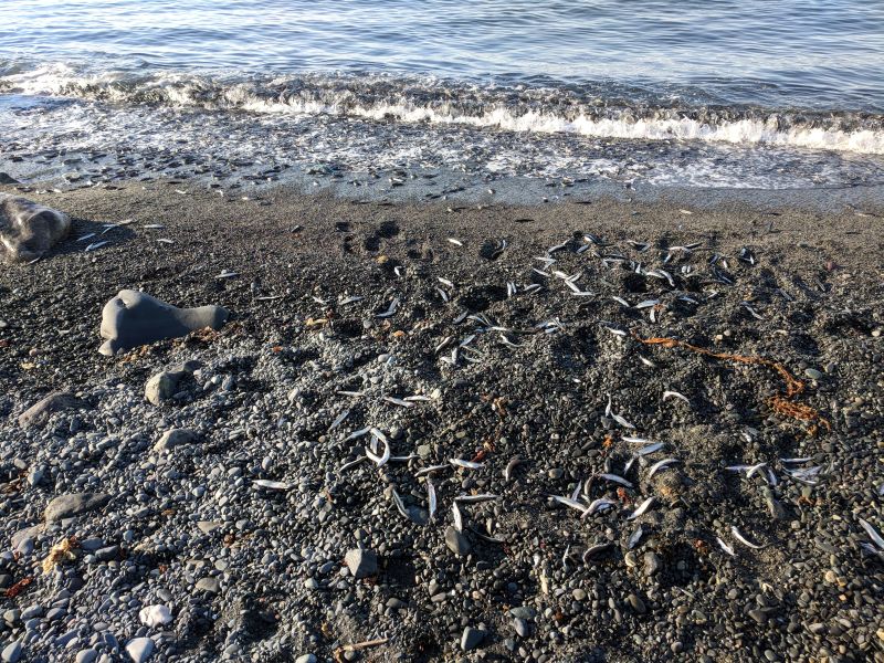 Capelin on shore after high tide, Witless Bay, 10 July 2018 (photo by Kate St. John)