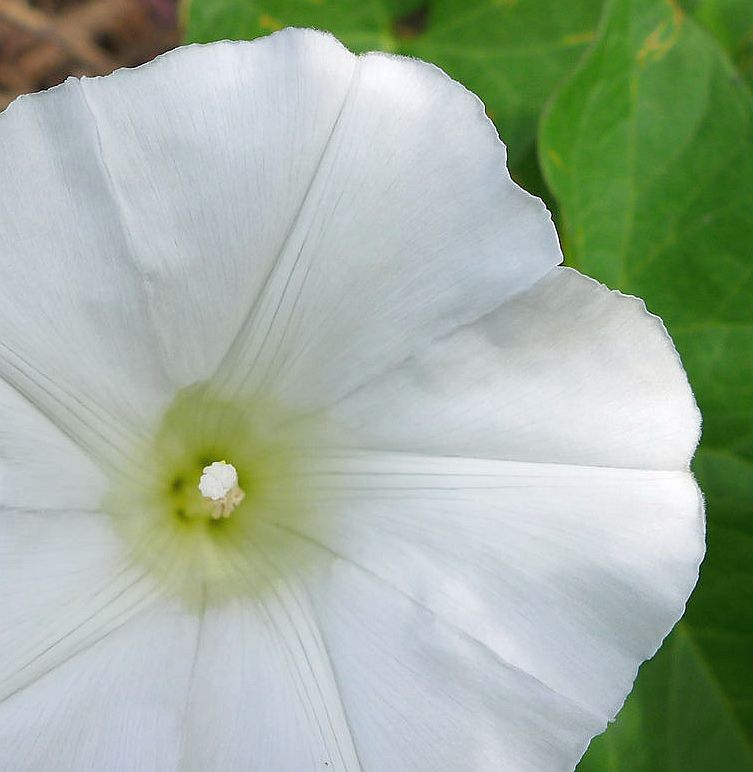 Bindweed in bloom, Schenley Park, July 2016 (photo by Kate St. John)