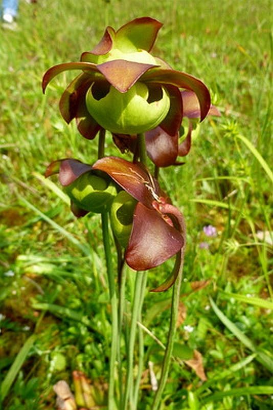 Pitcher plant flower at Markleysburg Bog (photo by Dianne Machesney)