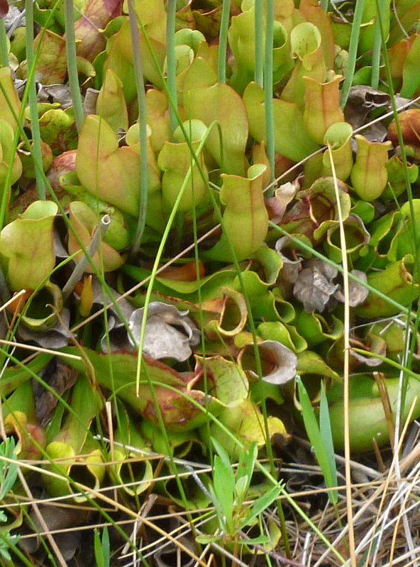 Pitchers of a pitcher plant at the Bruce Peninsula, Ontario (photo by Dianne Machesney)