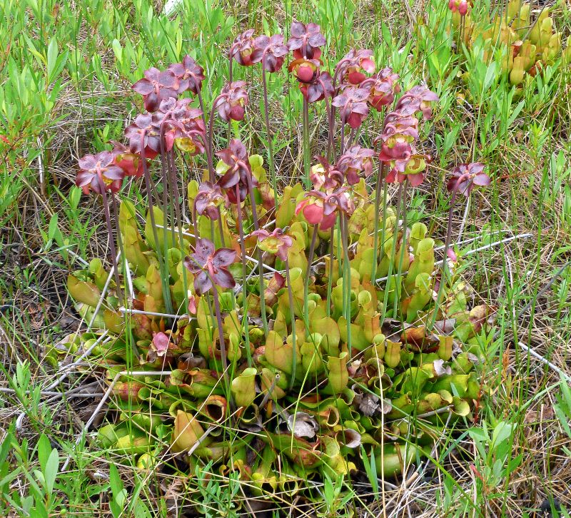 Pitcher plants at the Bruce Peninsula, Ontario (photo by Dianne Machesney)