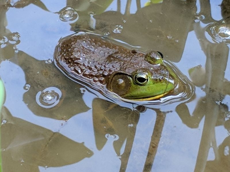 Bullfrog in Westinghouse pond, 29 July 2018 (photo by Peter Bell)