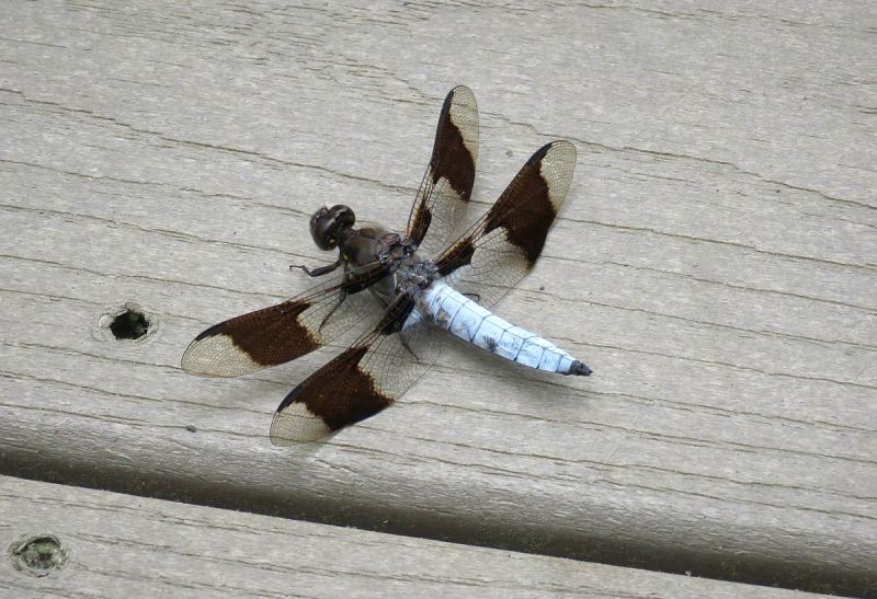 Common whitetail dragonfly, Huntley Meadows Park, VA (photo from Wikimedia Commons)