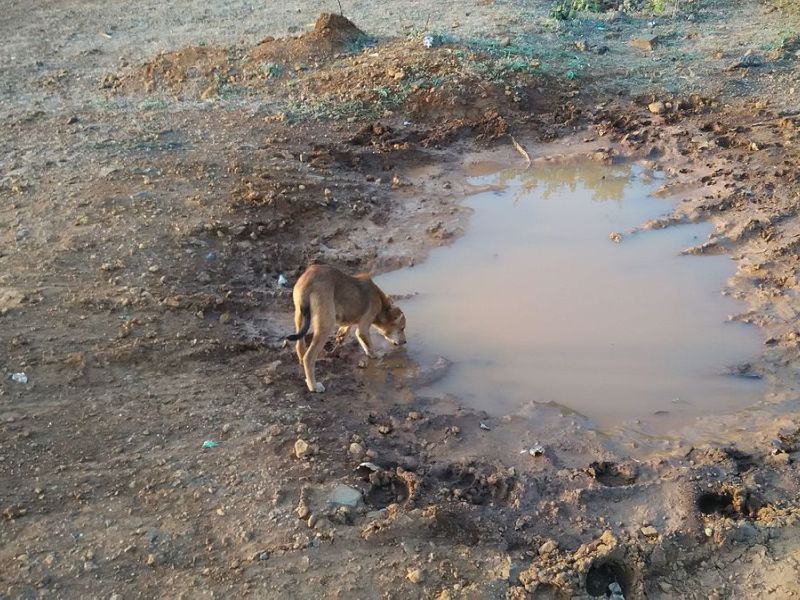 Thirsty dog in India (photo from Wikimedia Commons)