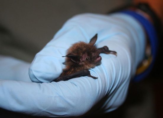 Biologist holds a little brown bat (photo by USFWS/Ann Froschauer via Wikimedia Commons)