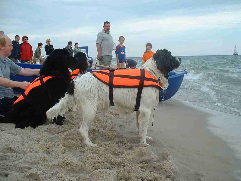 Newfoundland ready for a water rescue (photo from Wikimedia Commons)