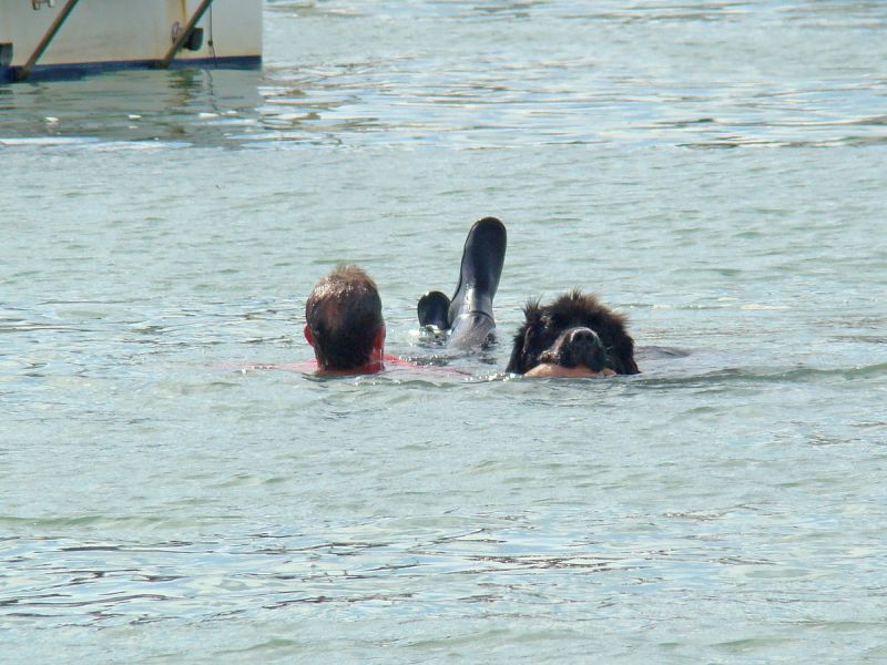 Sea rescue "handholding" exercise performed by a Newfoundland dog at the port of Ploumanach, France (photo from Wikimedia Commons)