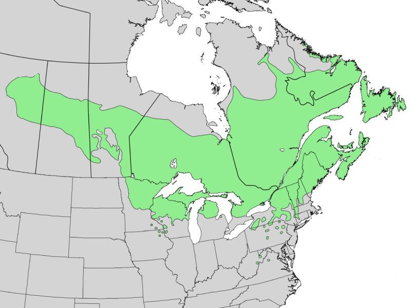 Balsam fir range map (image from Wikimedia Commons)