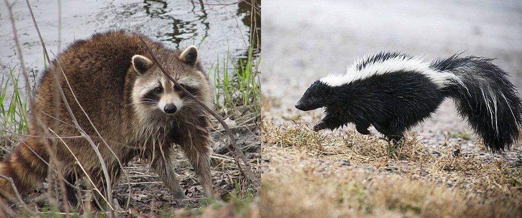 Raccoon and skunk (photos from Wikimedia Commons)