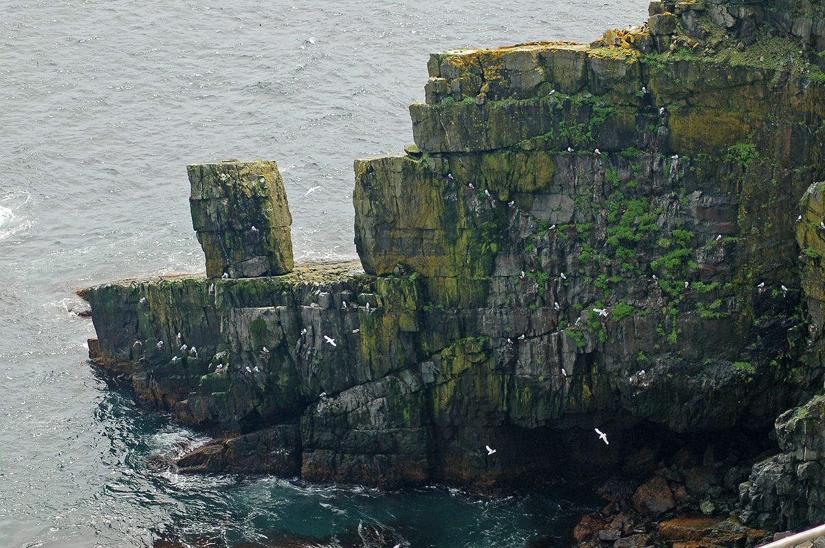 Gulls and black-legged kittiwakes nesting on Cape Pine cliffs, Newfoundland (photo from Wikimedia Commons)