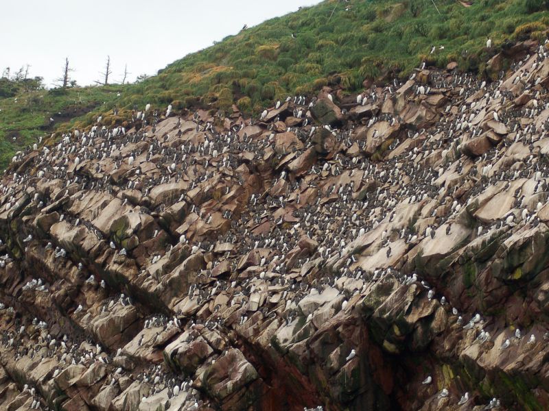 Murre colony on Gull Island, Witless Bay, NL (photo from Wikimedia Commons)