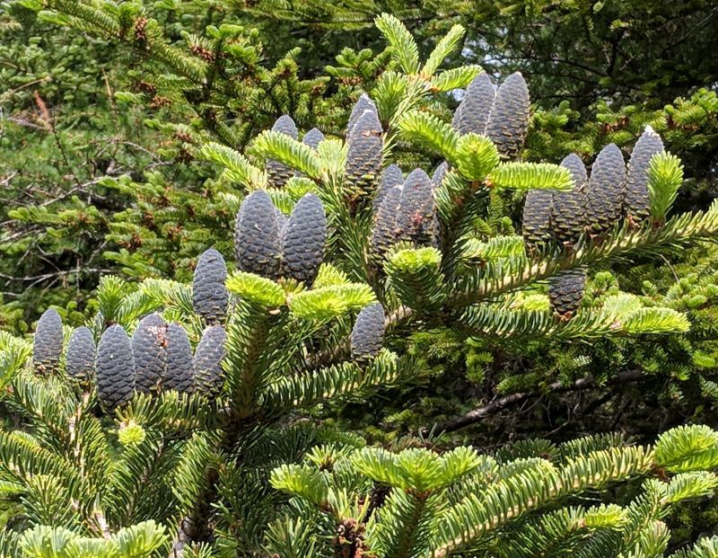 Balsam cones, La Manche Trail, Newfoundland, July 2018 (photo by Kate St. John)