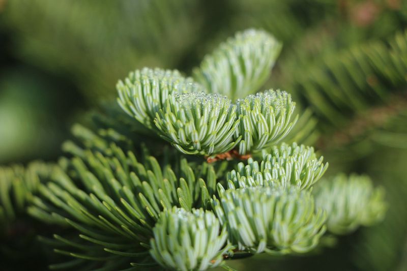 Morning dew on balsam fir needles (photo from Wikimedia Commons)