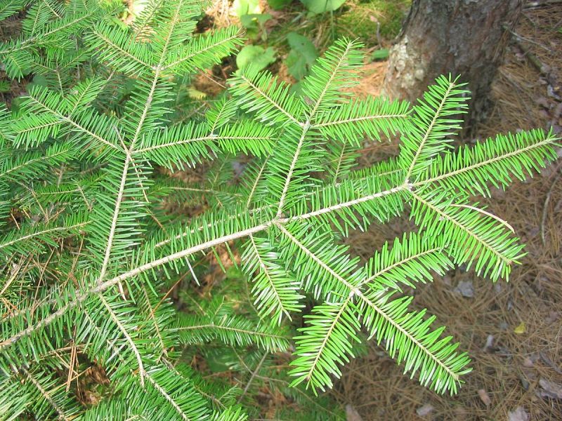 Balsam fir, symmetrical flat lower branch (photo from Wikimedia Commons)