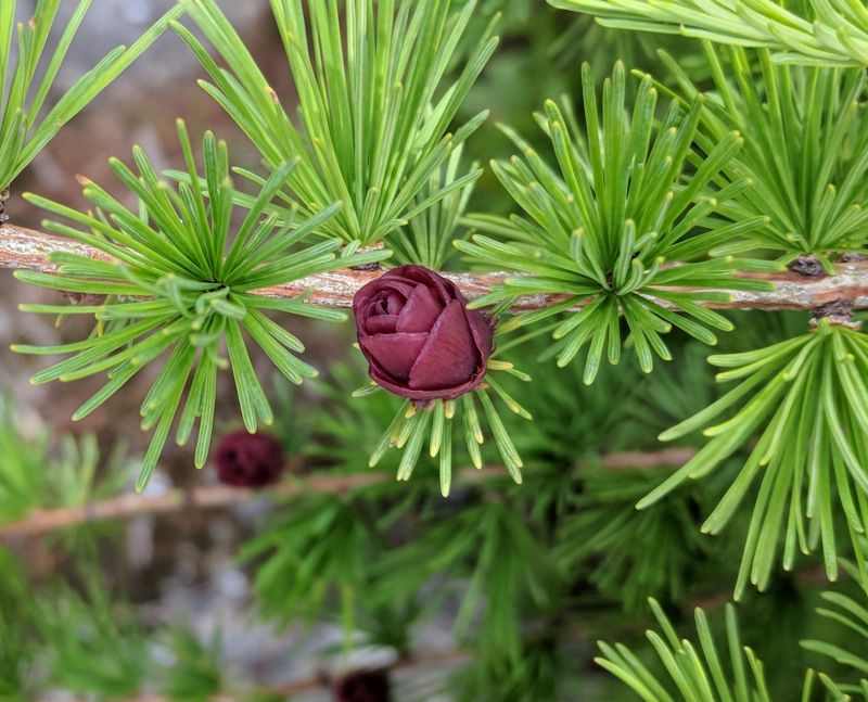 Tamarack cone in Newfoundland, July 2018 (photo by Kate St. John)