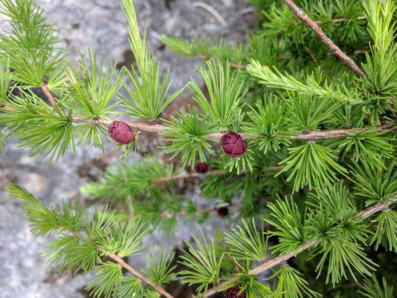 Tamarack branch with cones, Newfoundland, July 2018 (photo by Kate St. John)