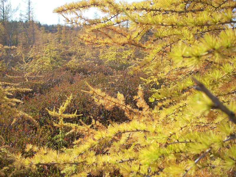 Tamarack in autumn (photo from Wikimedia Commons)