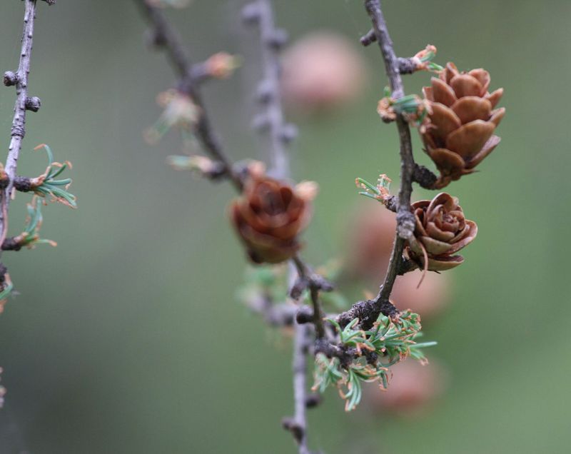 Mature tamarack cones in spring with young foliage (photo from Wikimedia Commons)