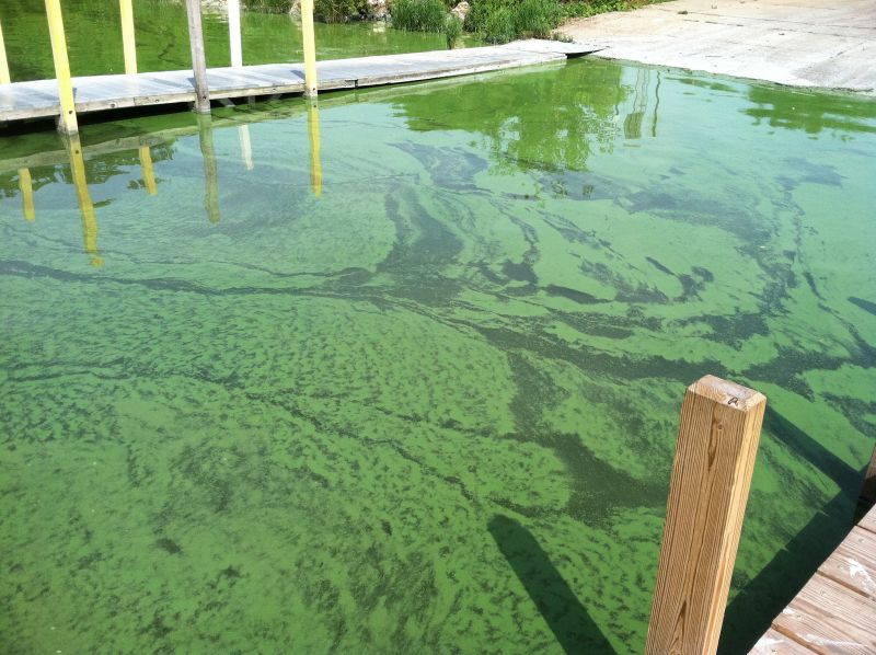 Harmful algae in Lake Erie, Monroe, MI, 22 July 2011 (photo from NOAA Coast Watch Great Lakes Node)