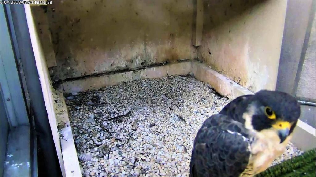 Hope visits the nestbox on 4 Aug 2018 (photo from the National Aviary falconcam at Univ of Pittsburgh)