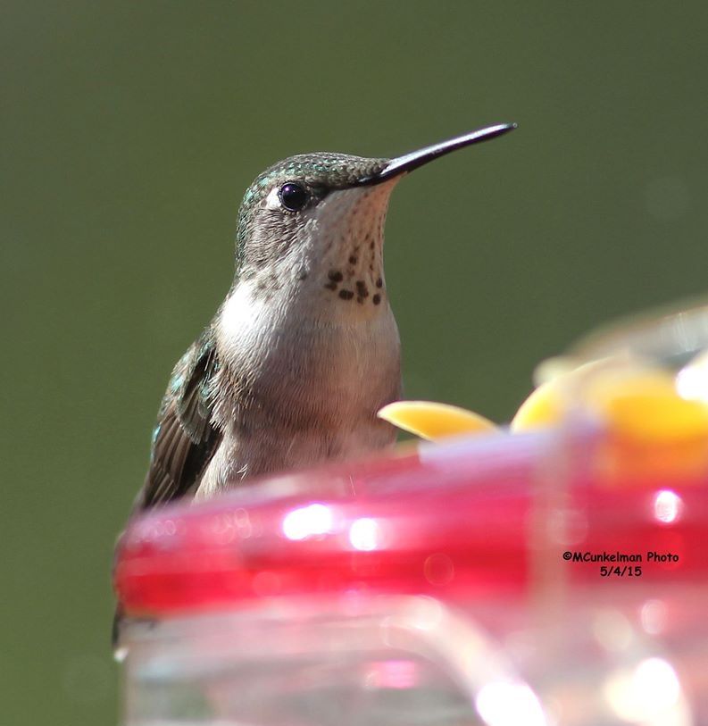 Hummingbird at the feeder (photo by Marcy Cunkelman)